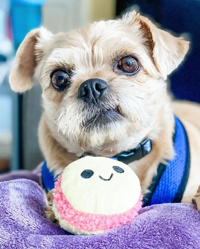 Chihuahua pug cheap mix lifespan